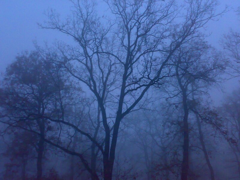 Foggy forest at dusk