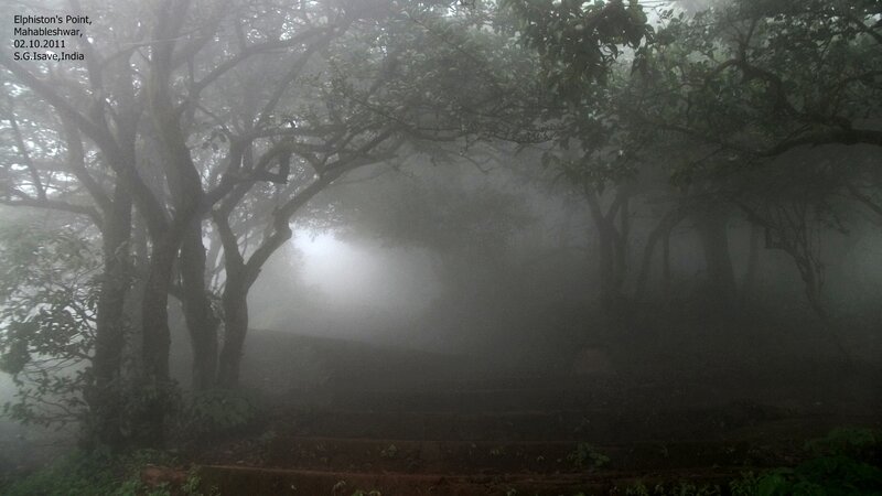 Foggy Forest at Elphiston's Point