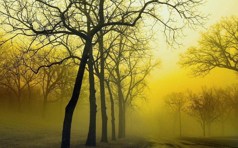 Foggy forest at golden hour
