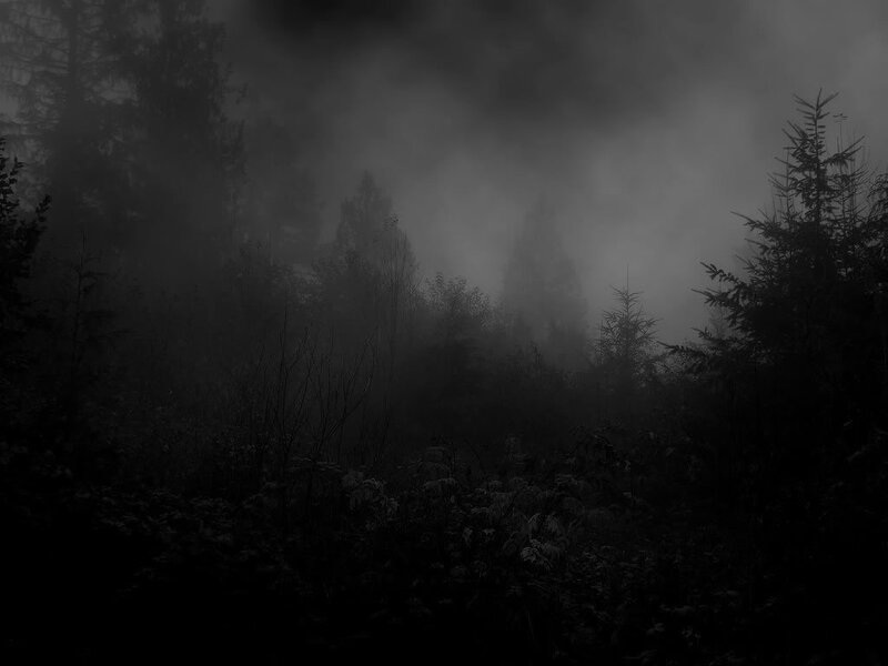 Foggy Forest at Night — Black