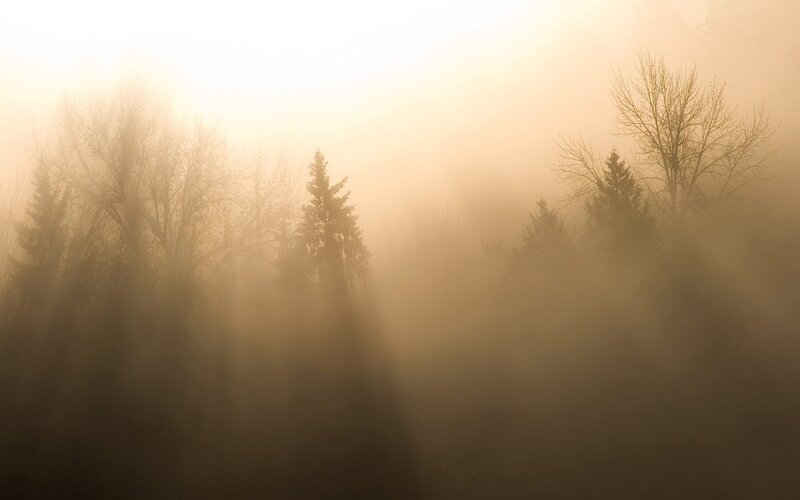 Foggy forest at sunrise