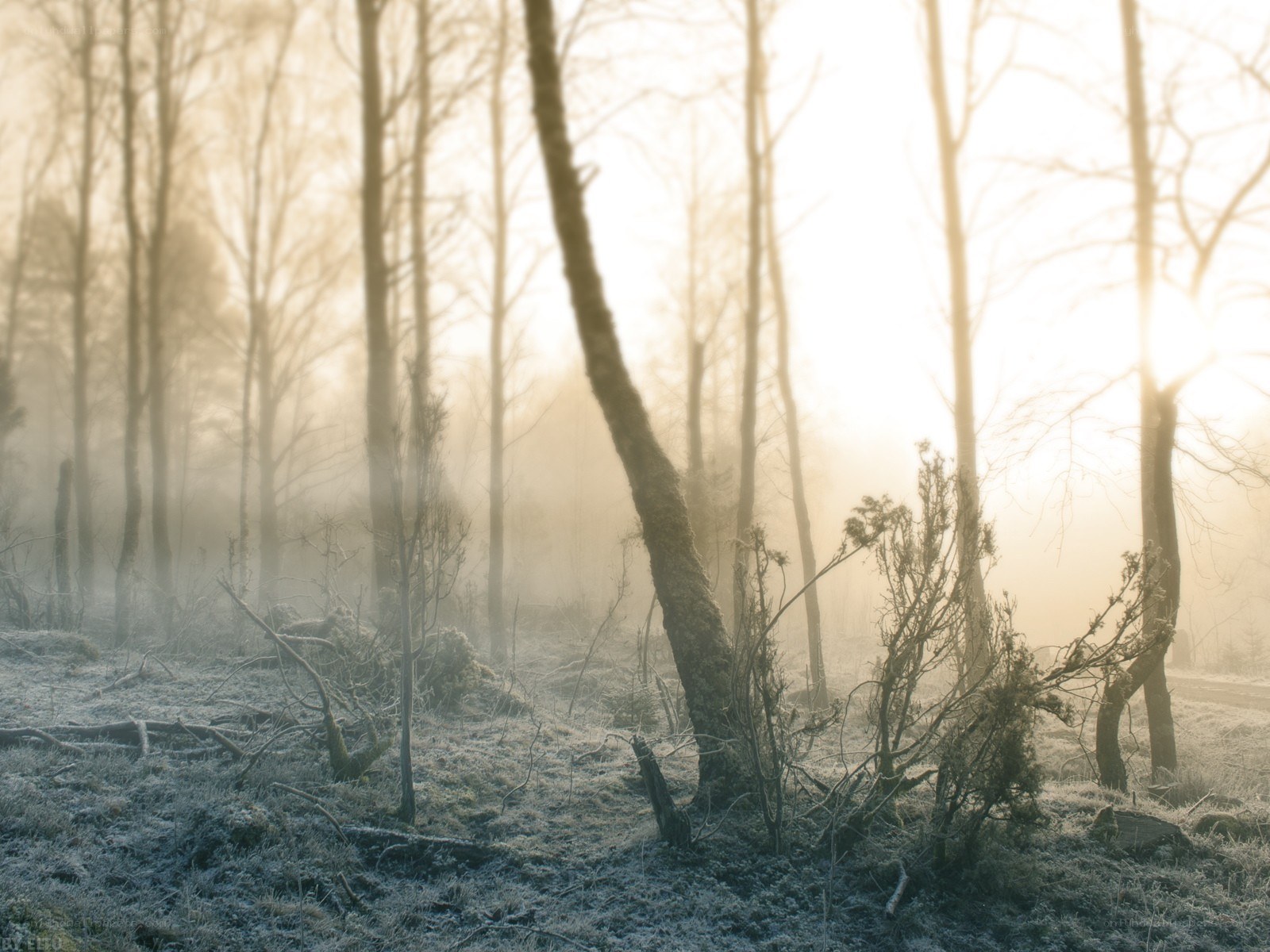 Foggy forest at sunrise