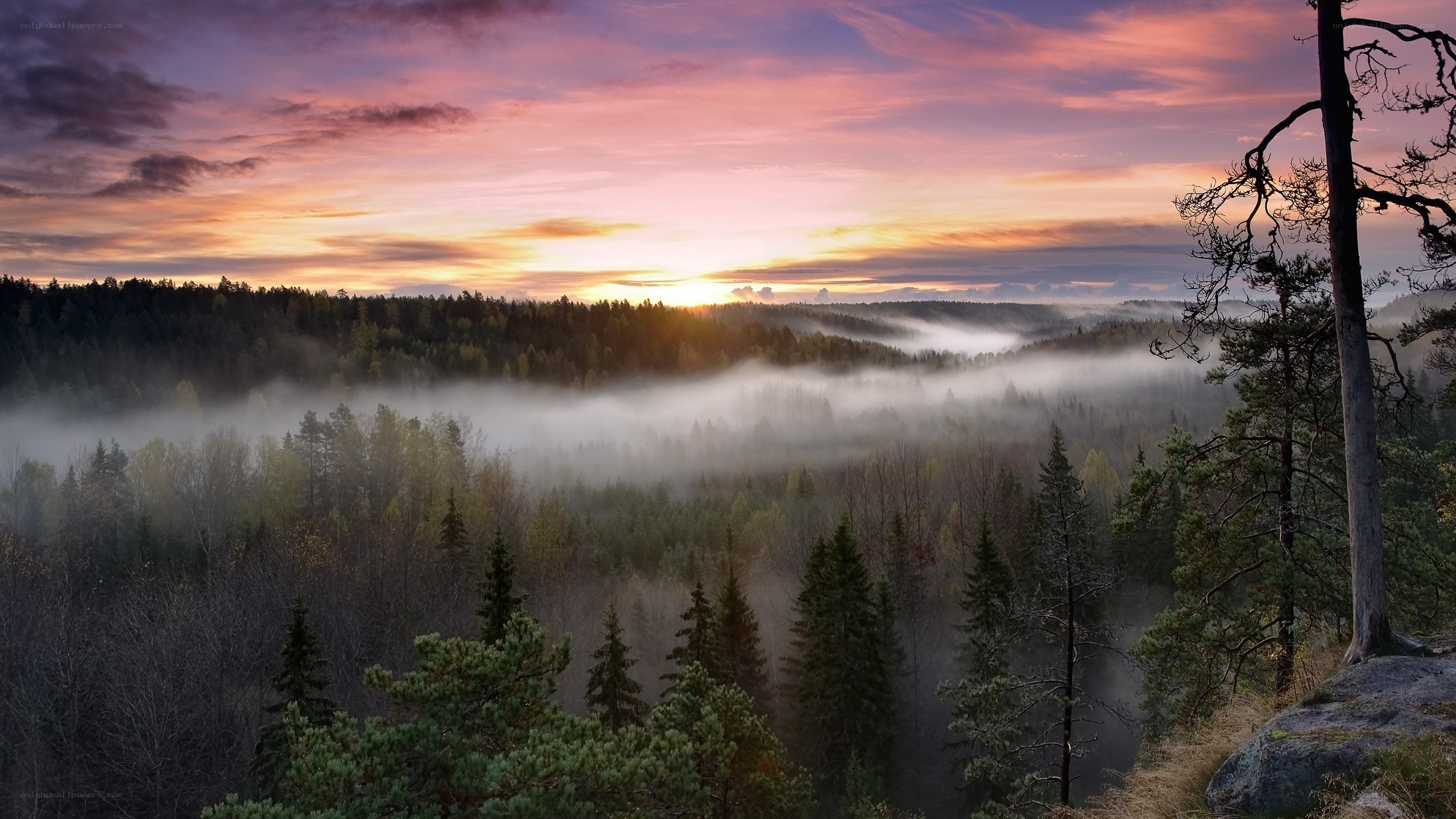 Foggy forest at sunrise