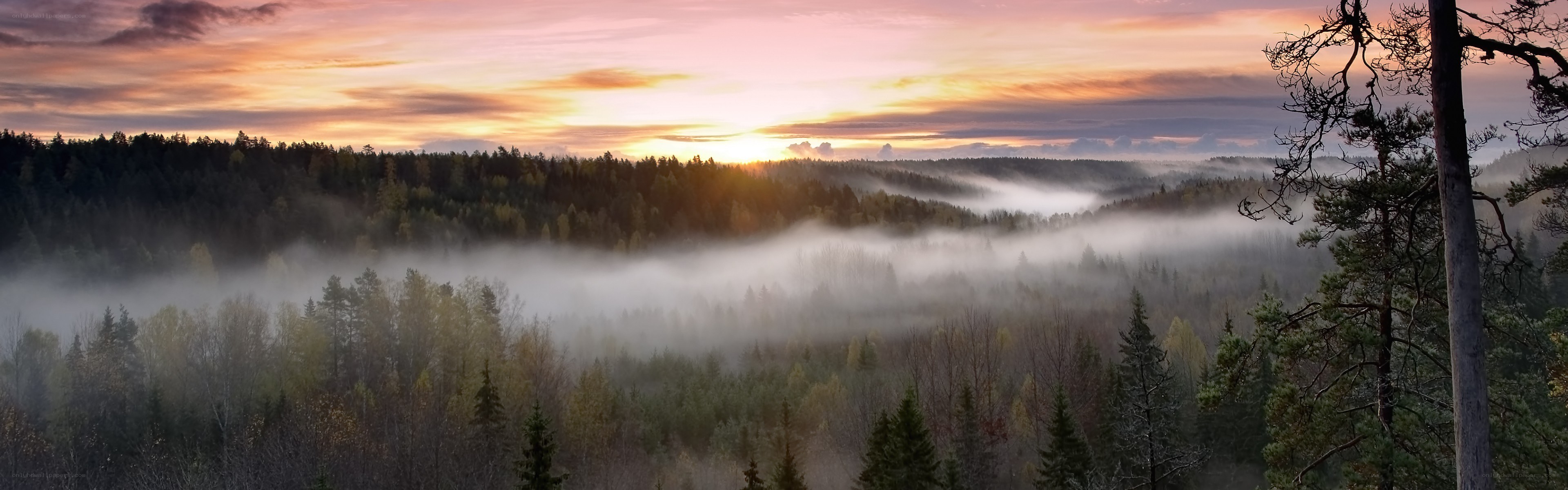 Foggy forest at sunrise