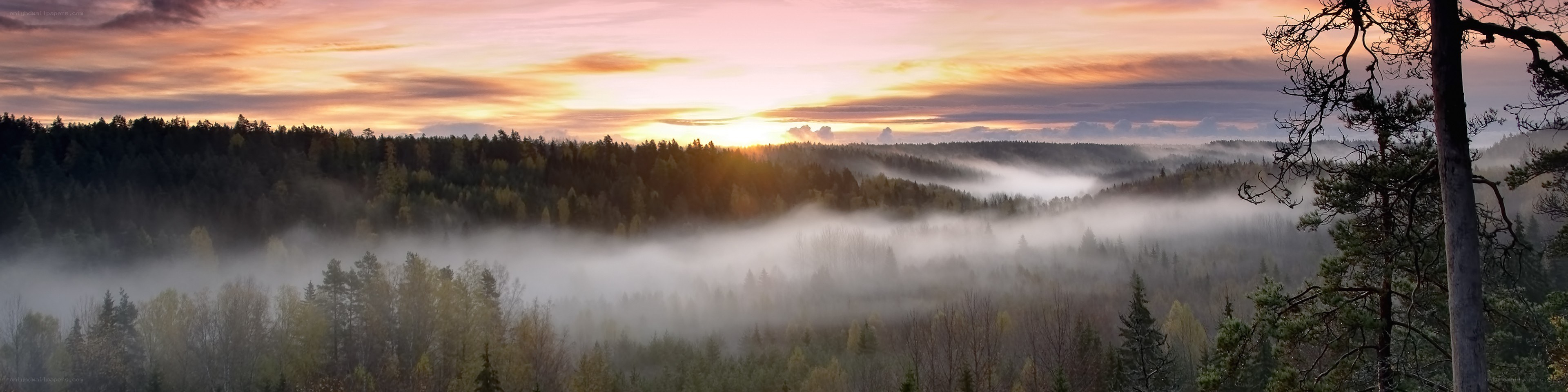 Foggy forest at sunrise