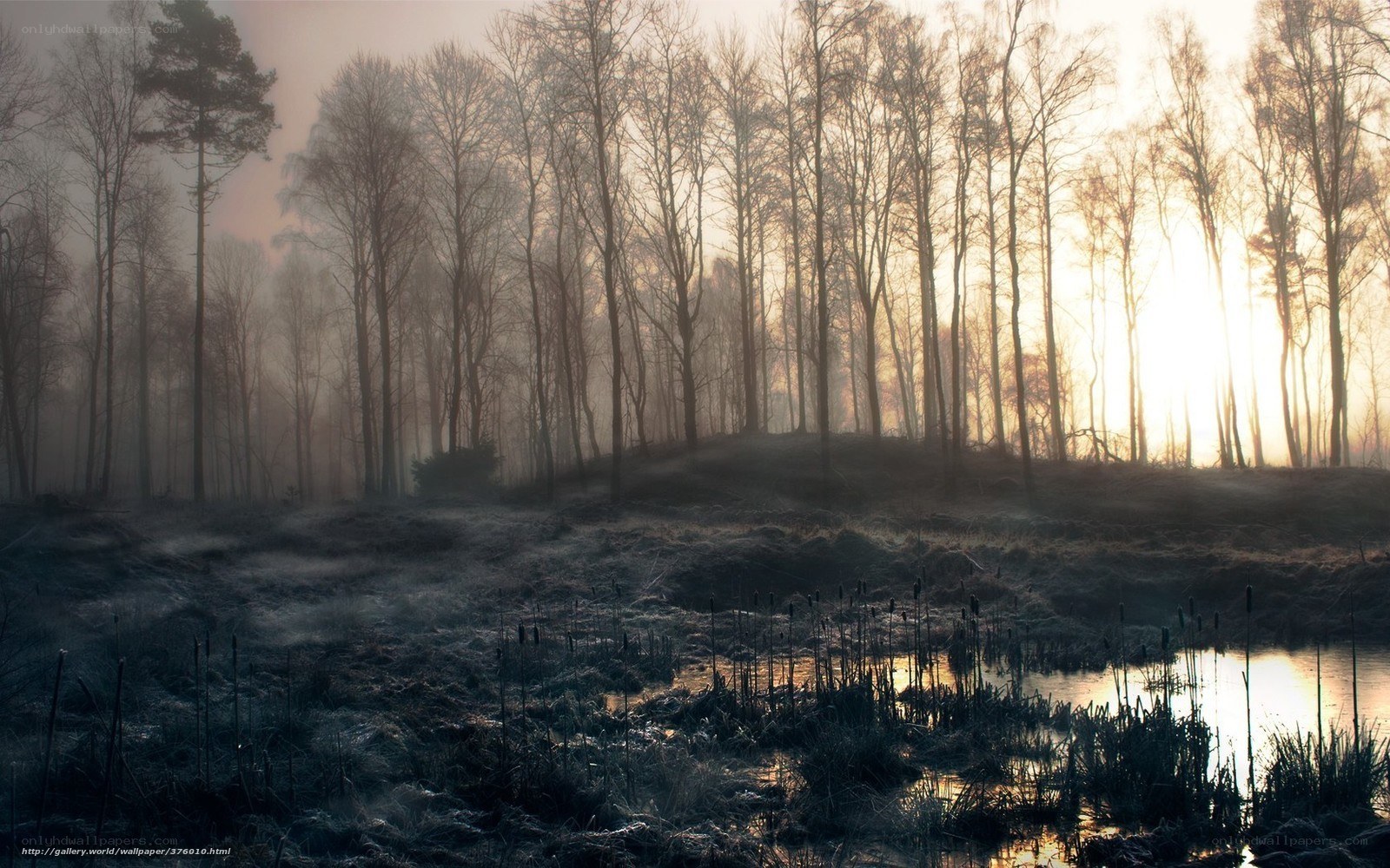 Foggy forest at sunrise