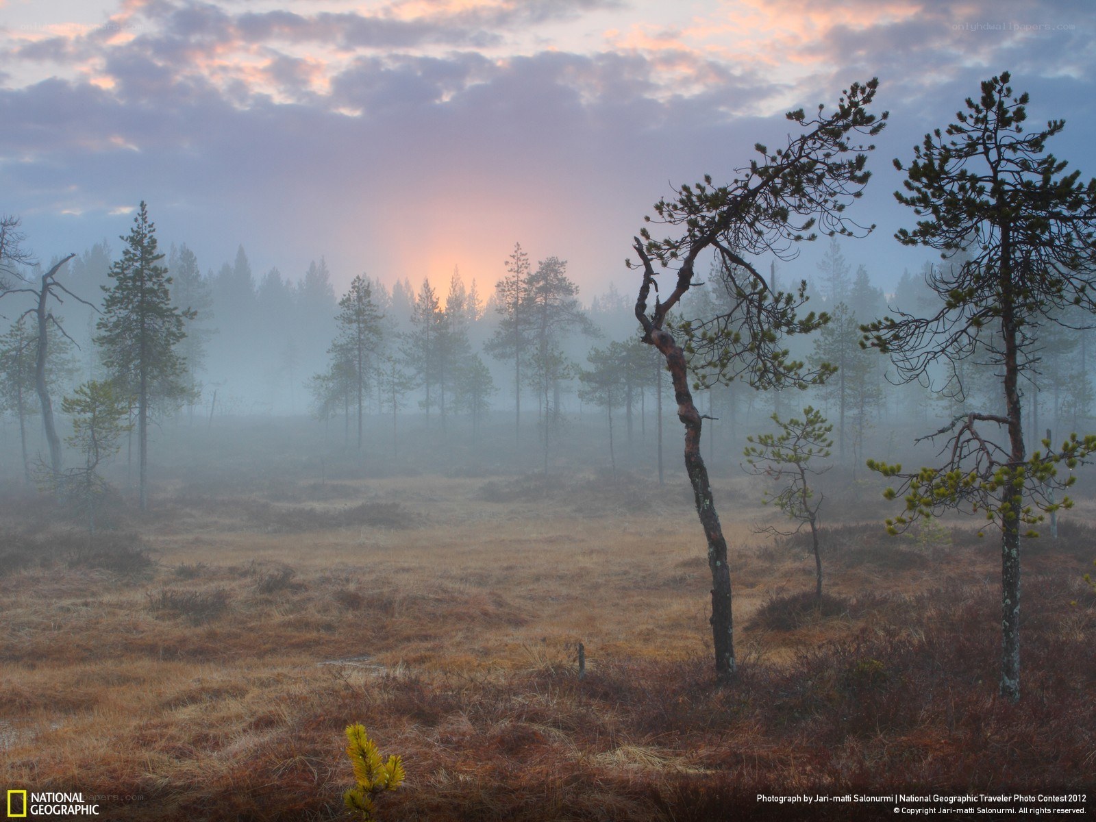 Foggy forest at sunrise