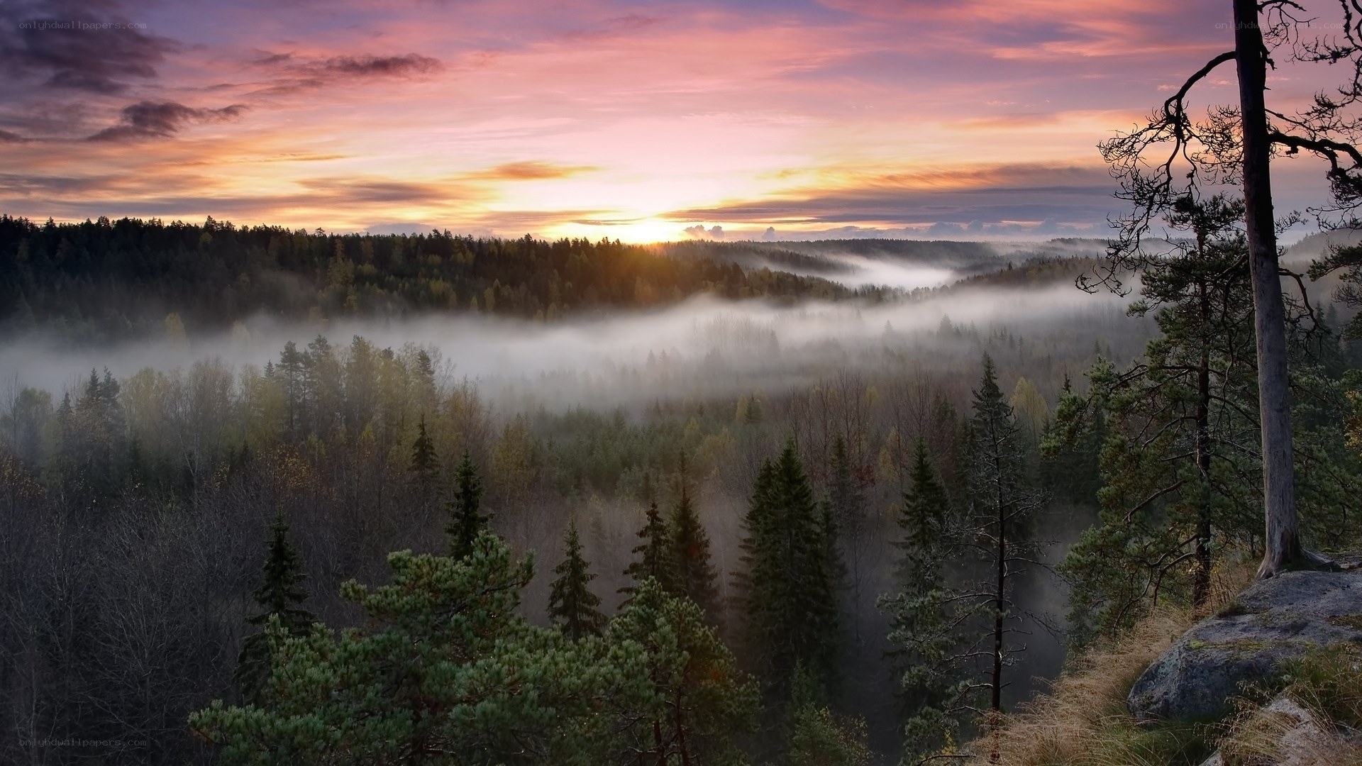 Foggy forest at sunrise