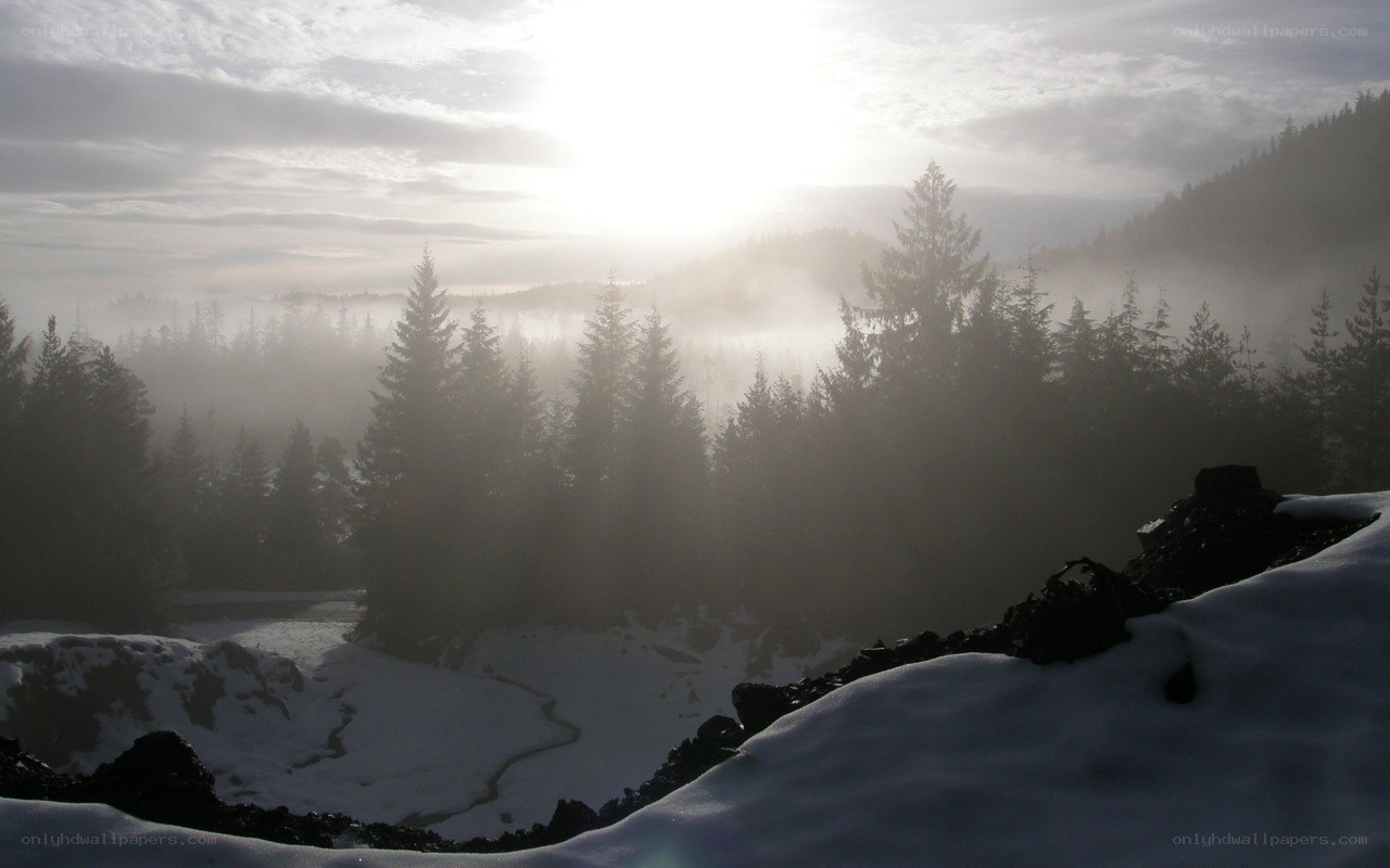 foggy forest at sunrise