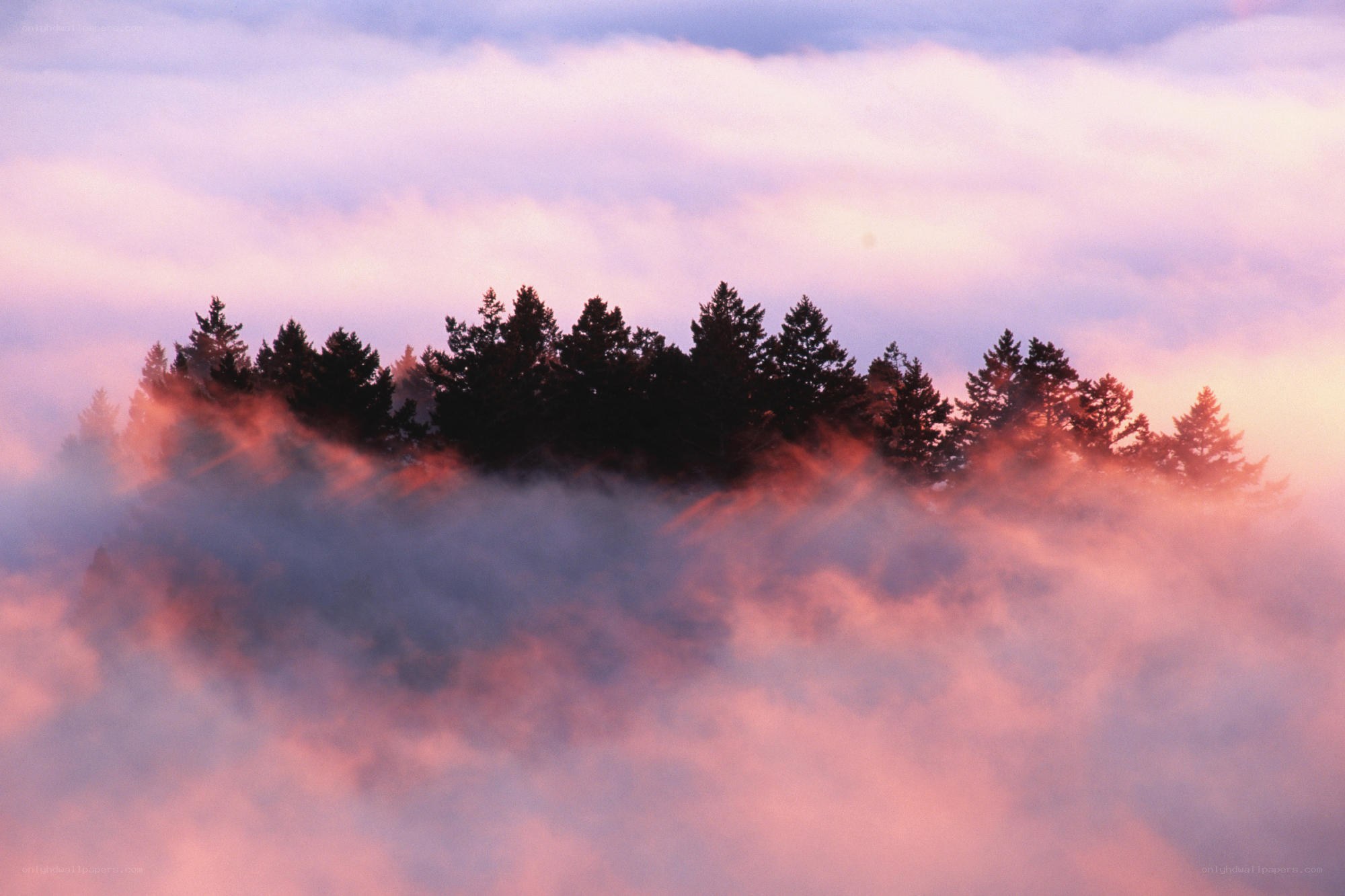 Foggy forest at sunrise
