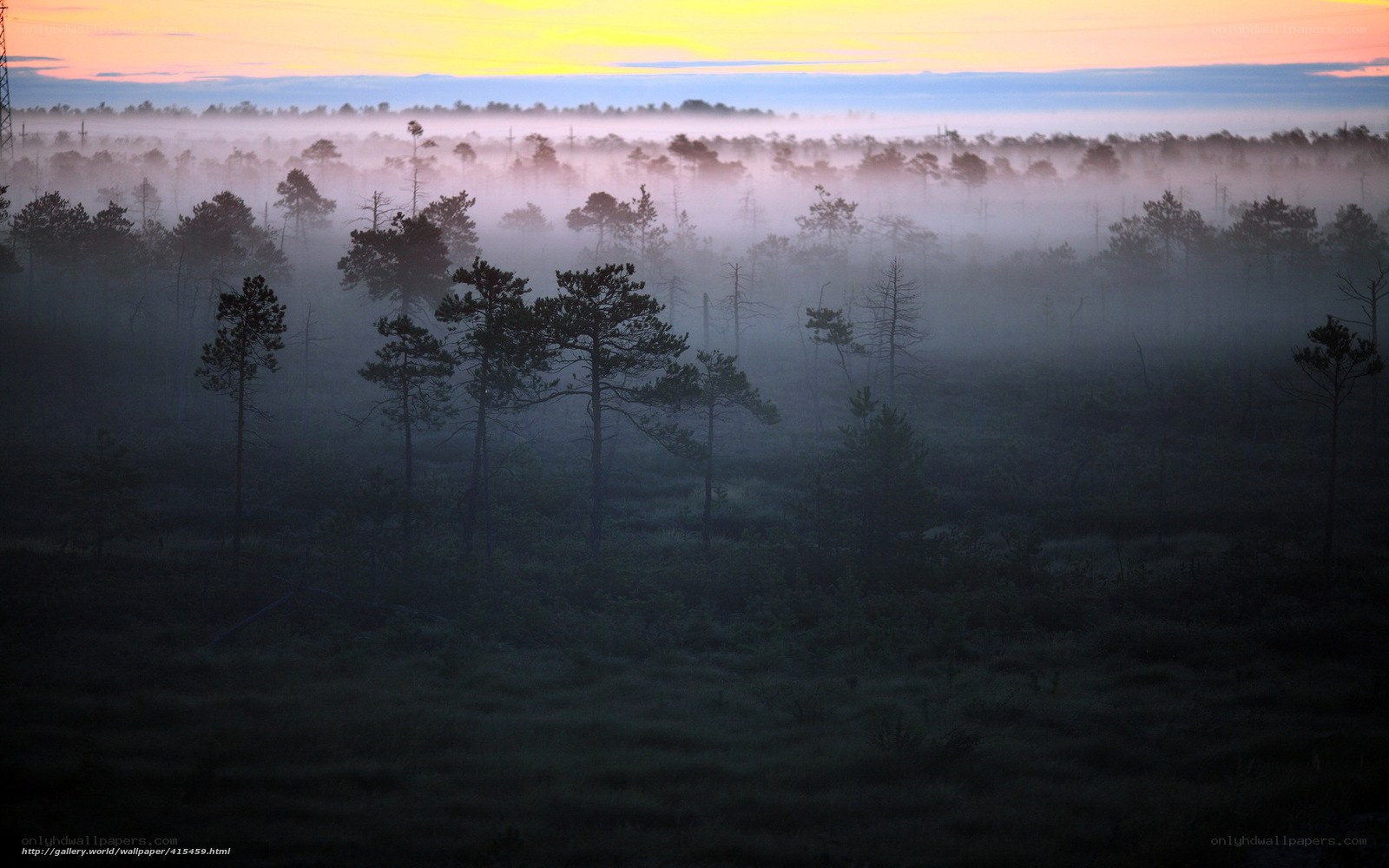 Foggy Forest at Sunrise