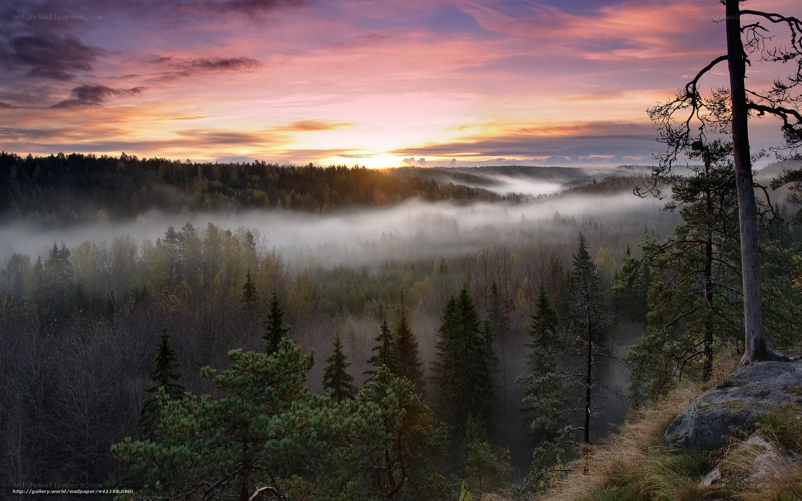 Foggy forest at sunrise