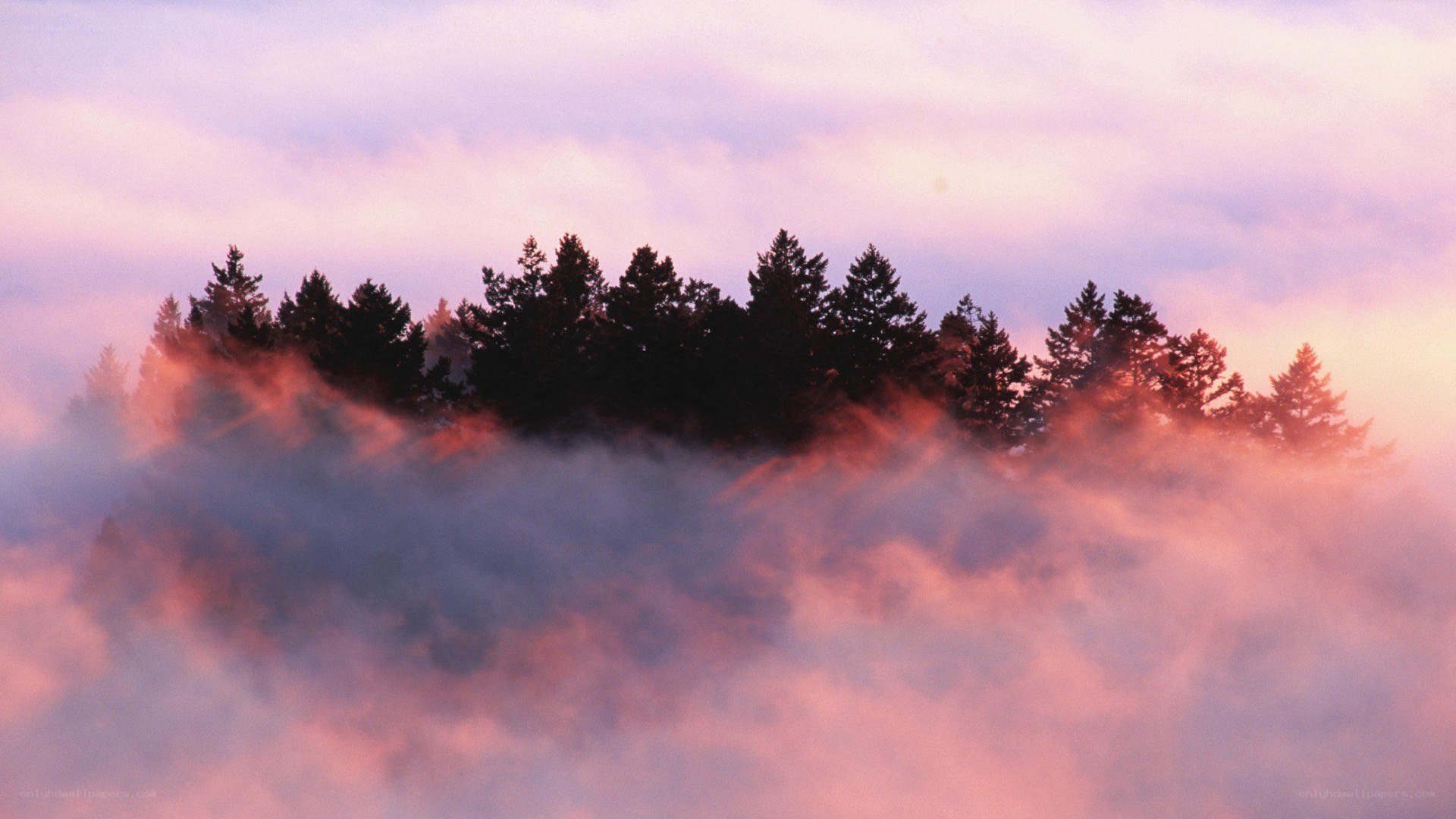 Foggy forest at sunrise