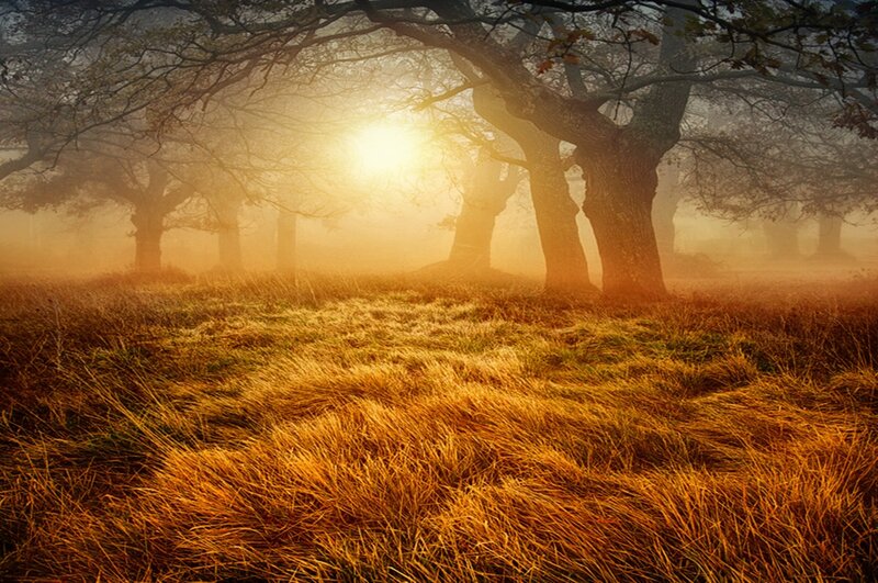 Foggy Forest at Sunrise — Gold