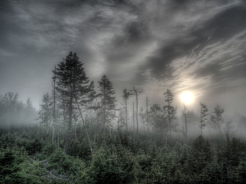 Foggy Forest at Sunrise — Gray, Dramatic, Photograph