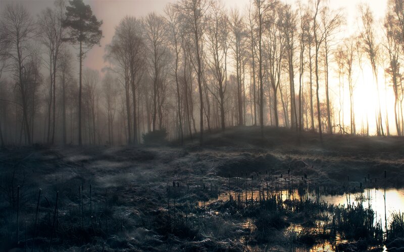 Foggy Forest at Sunrise — Gray, Serene