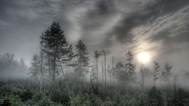 Foggy Forest at Sunrise — Gray