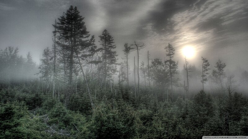 Foggy Forest at Sunrise — Green