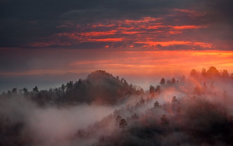 Foggy Forest at Sunrise — Orange, Dramatic