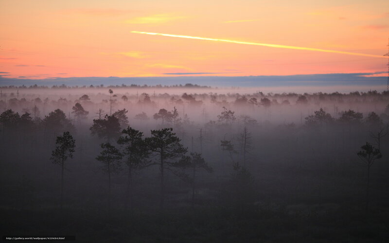 Foggy Forest at Sunrise — Orange, Serene