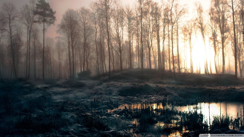 Foggy Forest at Sunrise — Orange