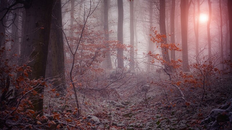 Foggy Forest at Sunrise — Red