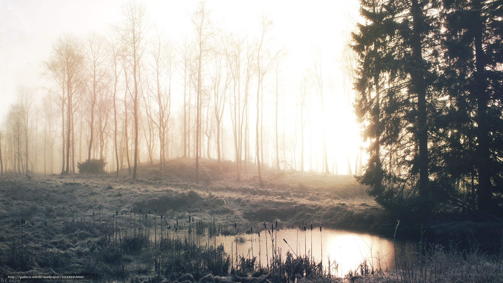 Foggy forest at sunrise