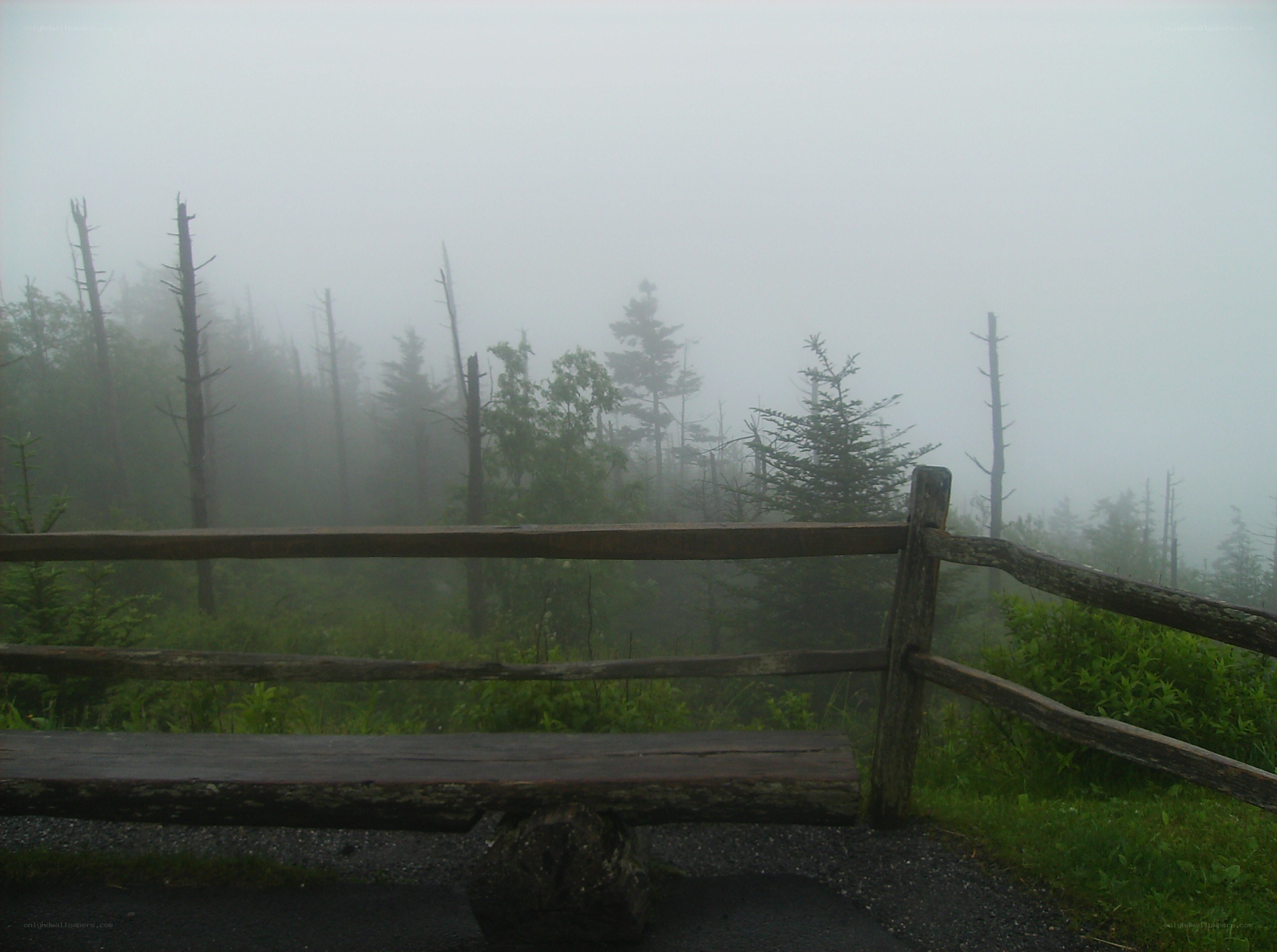 Foggy forest bench