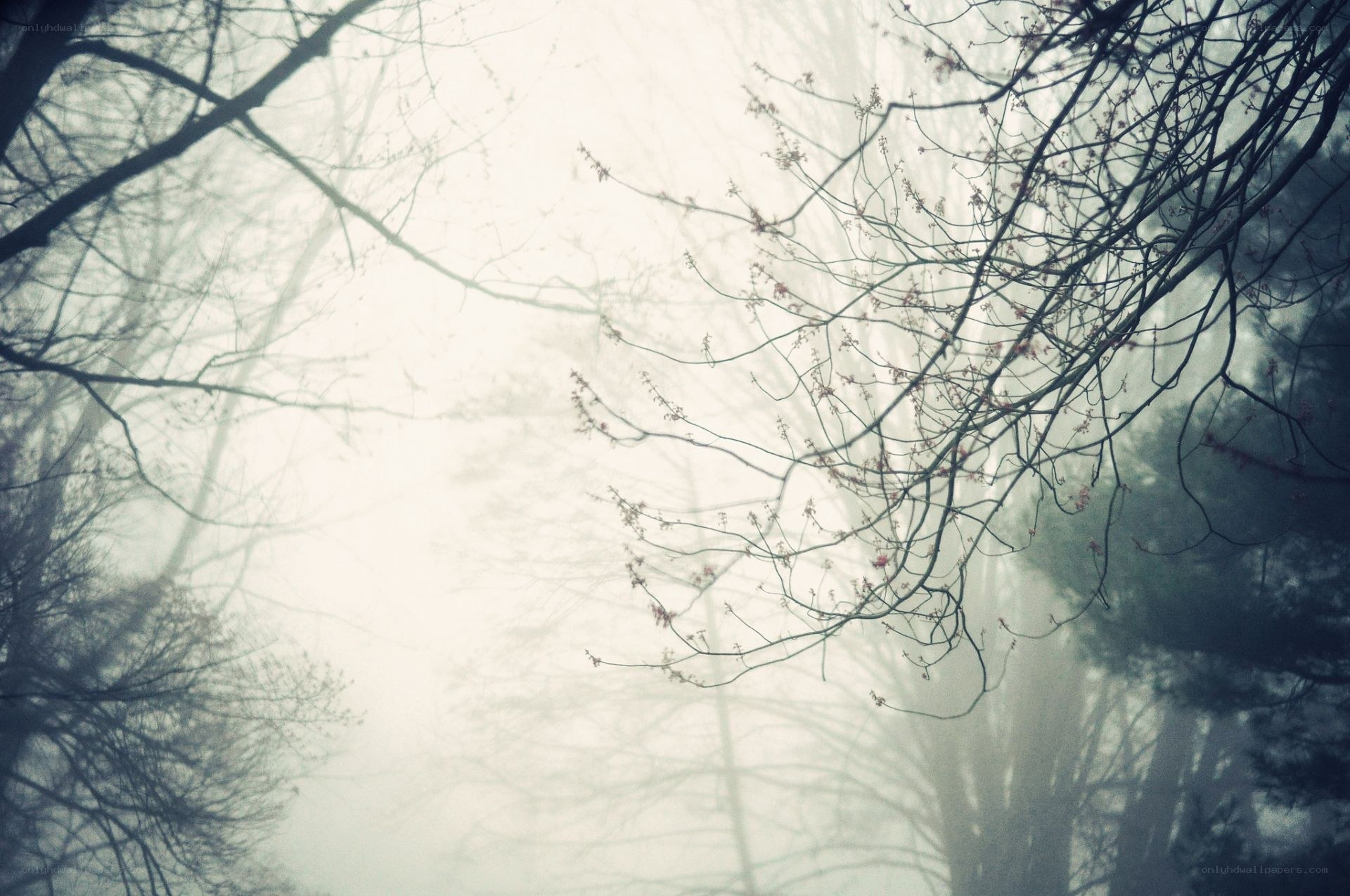Foggy forest branches