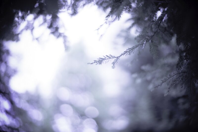 Foggy forest branches