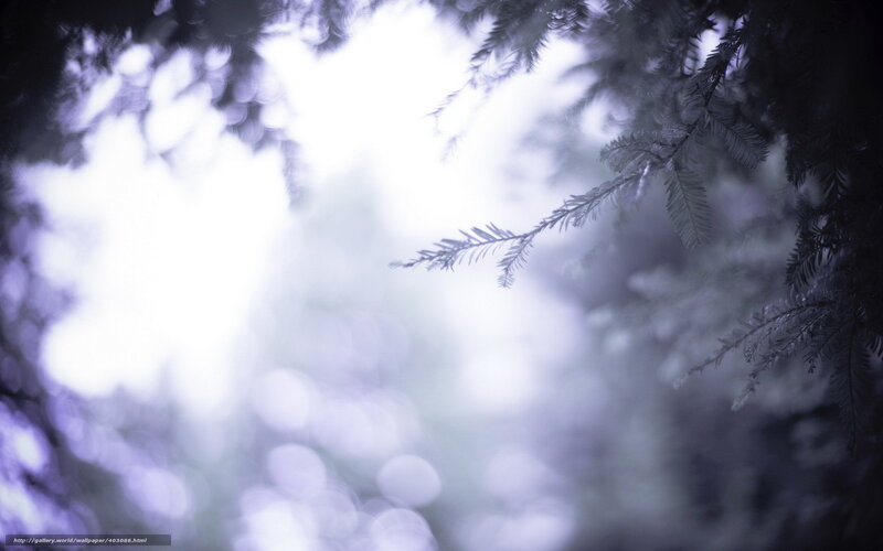 Foggy forest branches