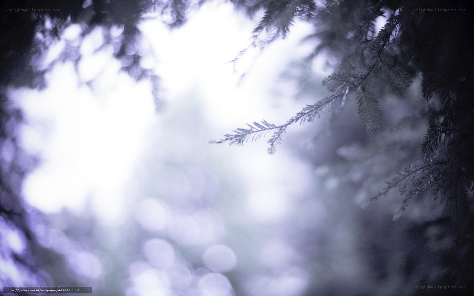 Foggy forest branches
