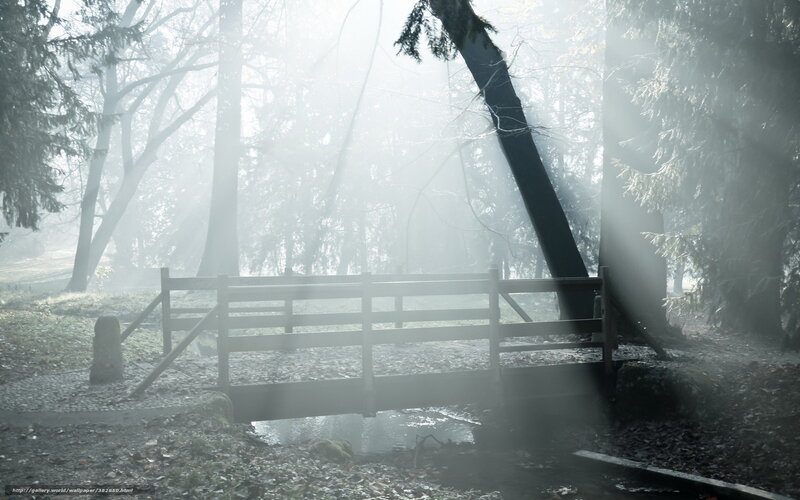 Foggy forest bridge