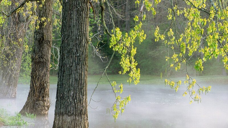 Foggy forest by a river