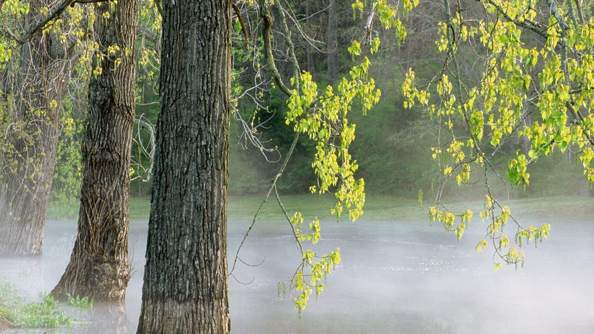 Foggy forest by a river