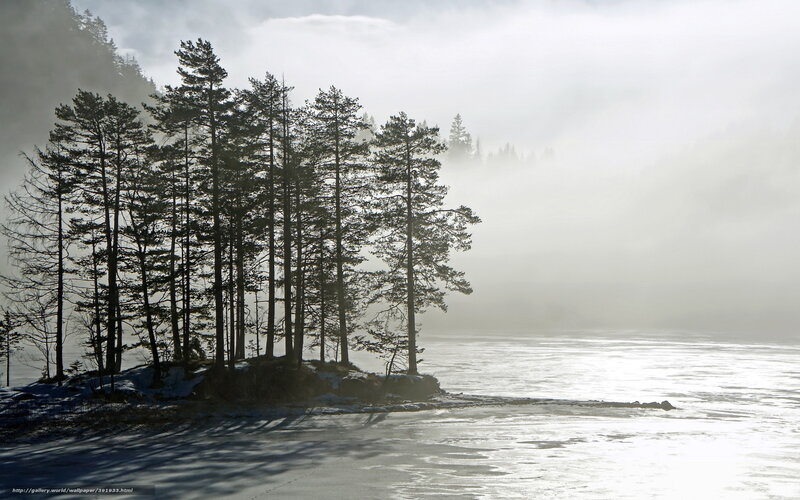 Foggy forest by frozen lake