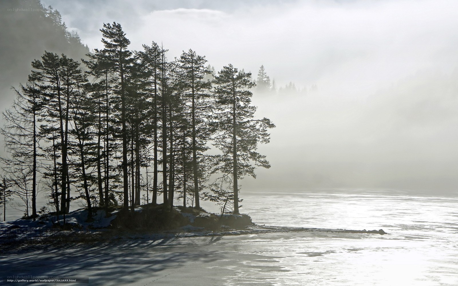 Foggy forest by frozen lake