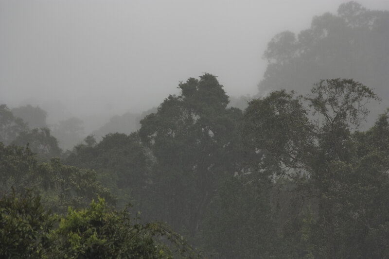 Foggy Forest Canopy