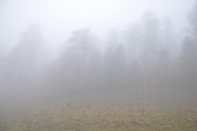Foggy Forest Clearing — Gray, Misty