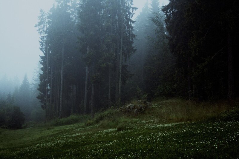 Foggy forest clearing