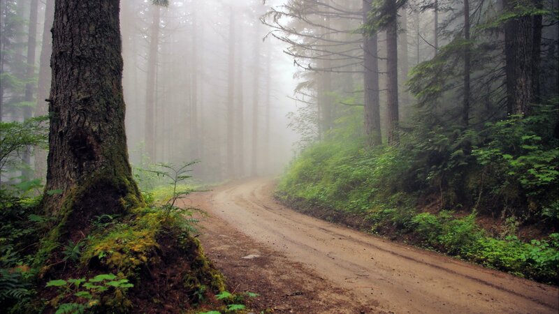 Foggy forest dirt road