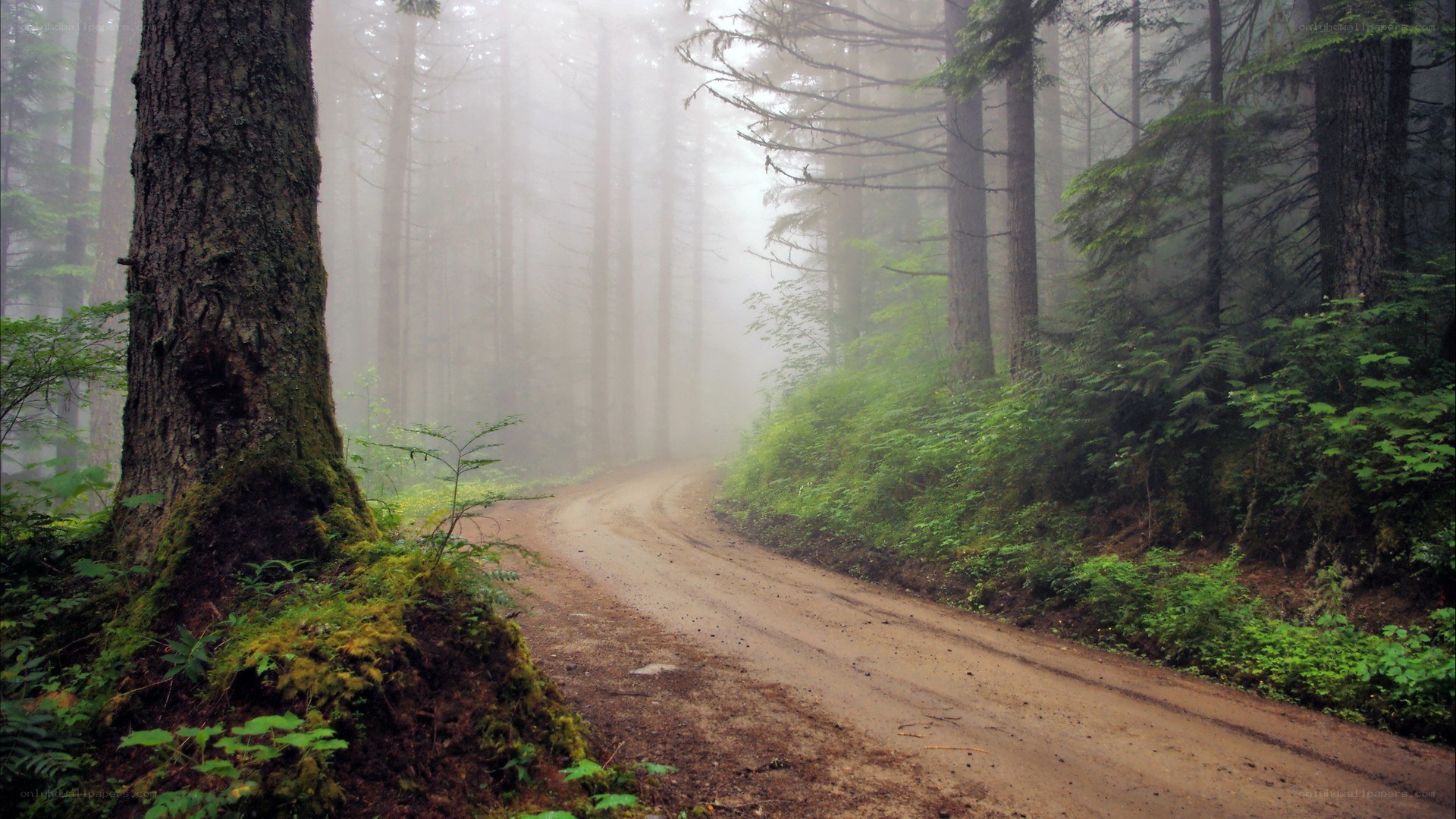 Foggy forest dirt road