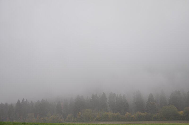 Foggy Forest Edge — Gray, Misty