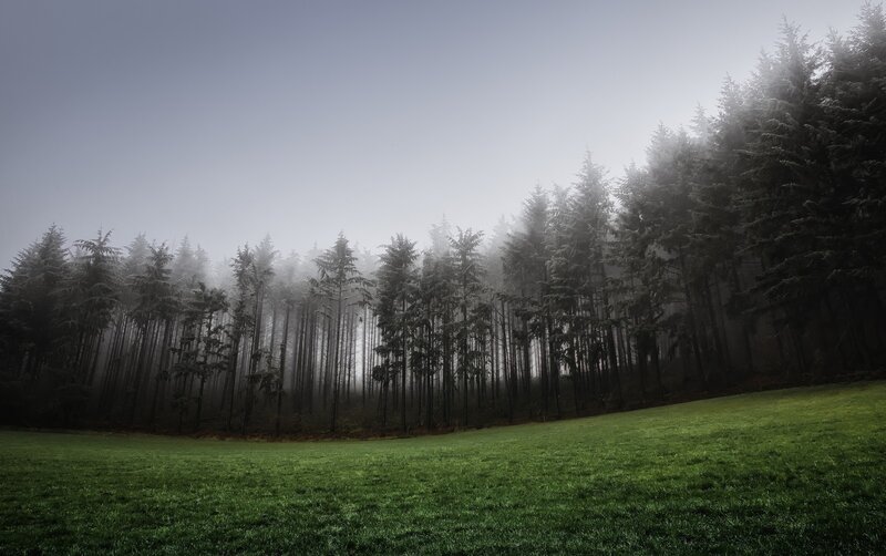 Foggy Forest Edge — Green