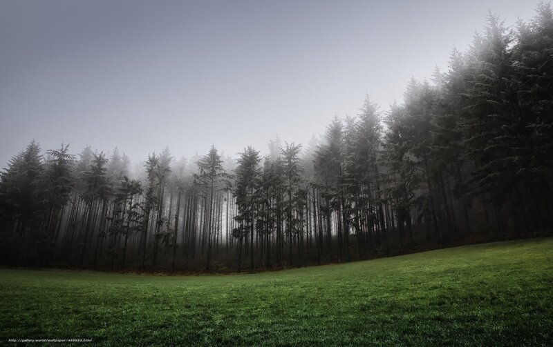 Foggy Forest Edge
