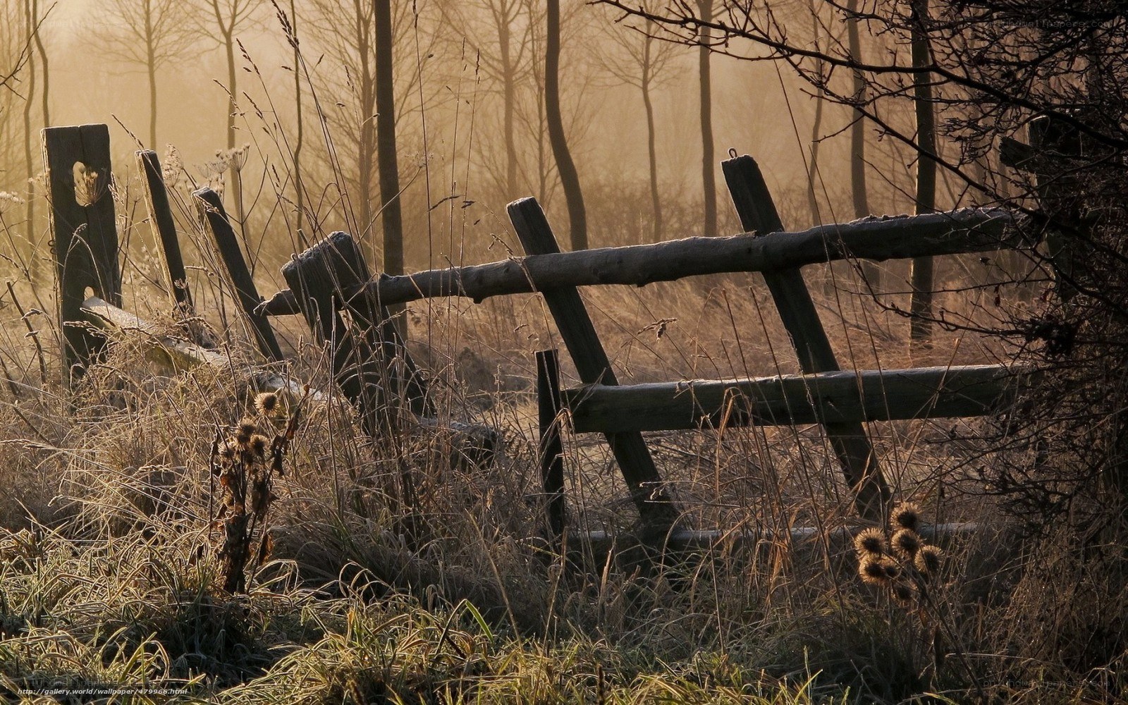 Foggy forest fence at dawn