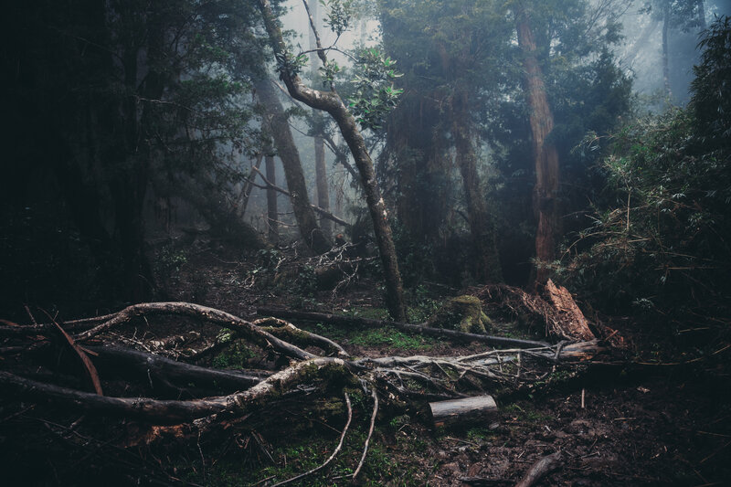 Foggy Forest Floor