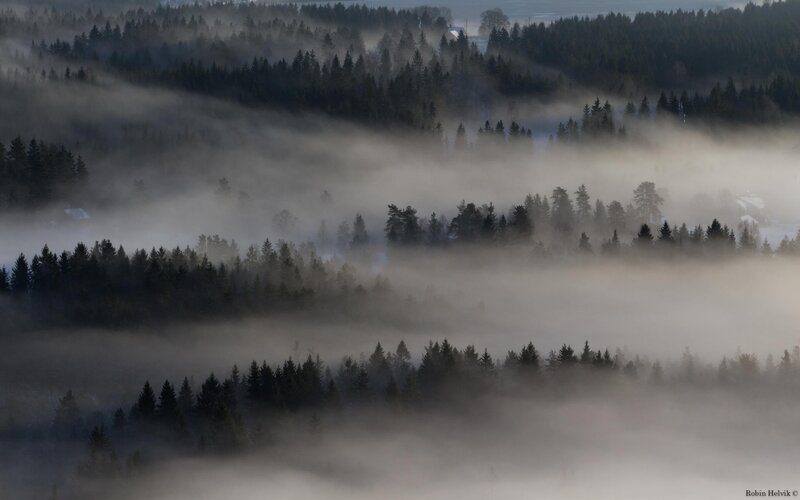 Foggy Forest Hills — Gray
