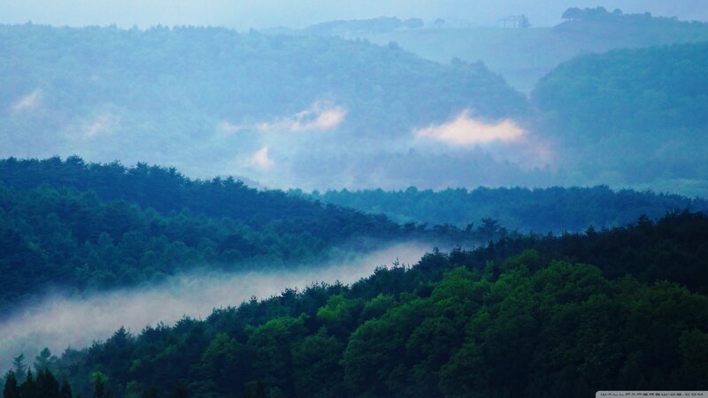Foggy Forest Hills