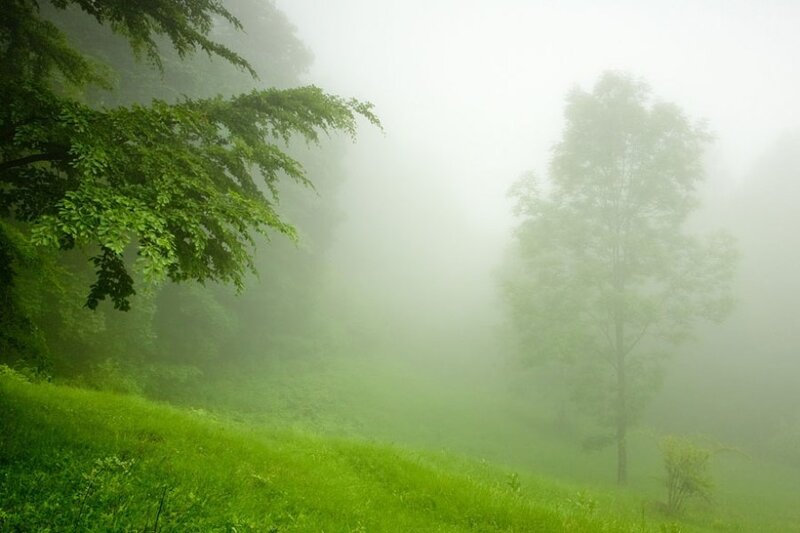 Foggy Forest Hillside